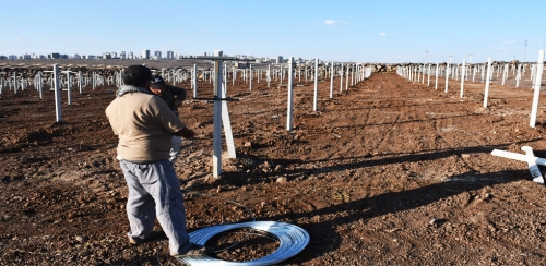 SİVEREK’İN ŞİRE BAĞLARINDA HUMMALI ÇALIŞMALAR SÜRÜYOR